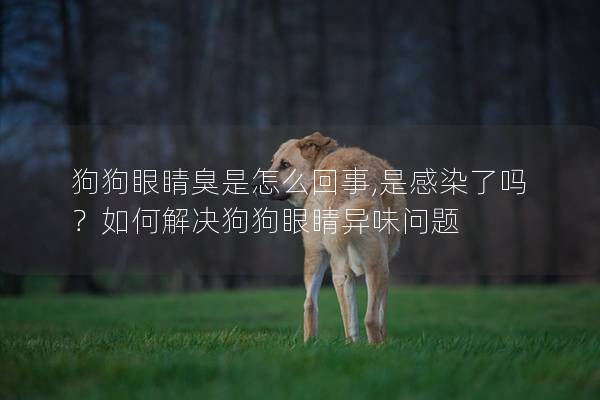 狗狗眼睛臭是怎么回事,是感染了嗎？如何解決狗狗眼睛異味問題