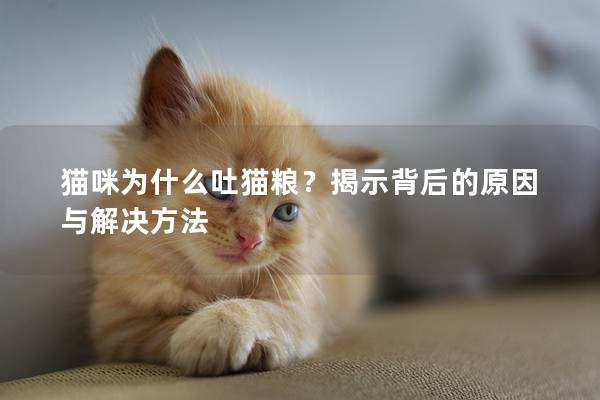貓咪為什么吐貓糧？揭示背后的原因與解決方法