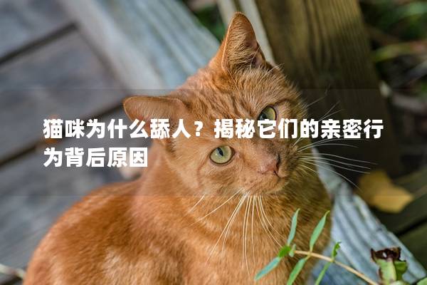 貓咪為什么舔人?揭秘它們的親密行為背后原因 貓咪為什么舔人?揭秘它們的親密行為背后原因