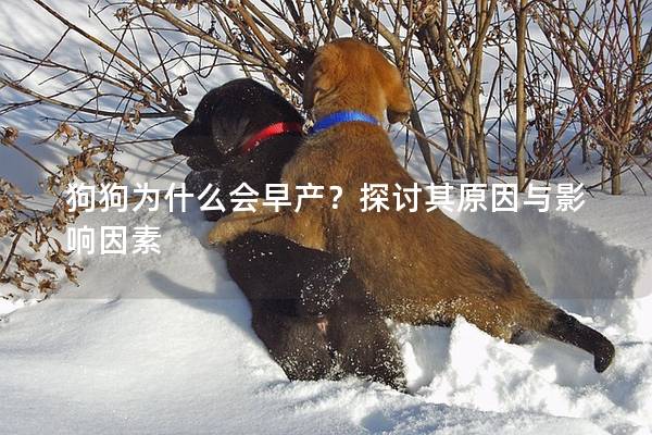 狗狗為什么會早產?探討其原因與影響因素 狗狗為什么會早產?探討其原因與影響因素