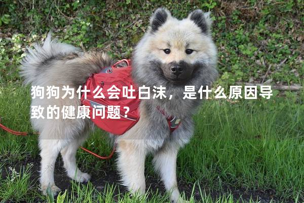 狗狗為什么會吐白沫，是什么原因導致的健康問題？