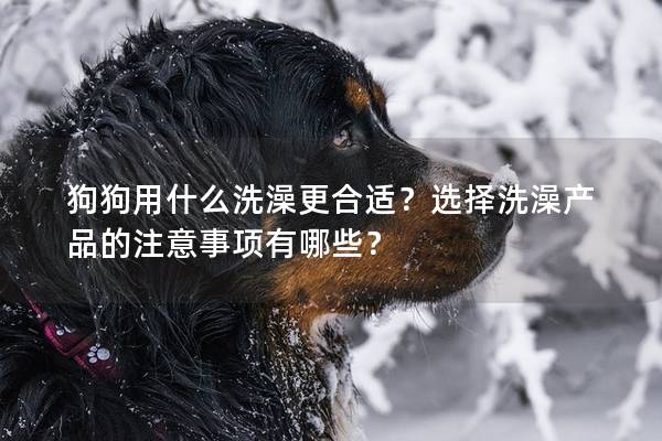 狗狗用什么洗澡更合適？選擇洗澡產品的注意事項有哪些？