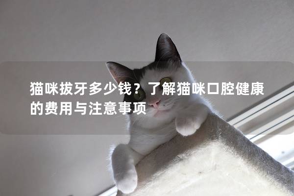 貓咪拔牙多少錢？了解貓咪口腔健康的費用與注意事項