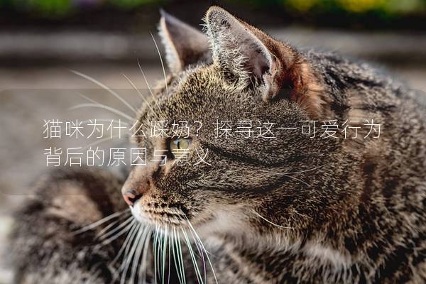 貓咪為什么踩奶？探尋這一可愛行為背后的原因與意義