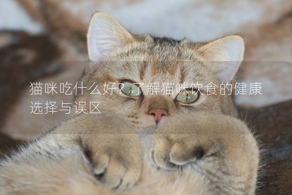 貓咪吃什么好？了解貓咪飲食的健康選擇與誤區