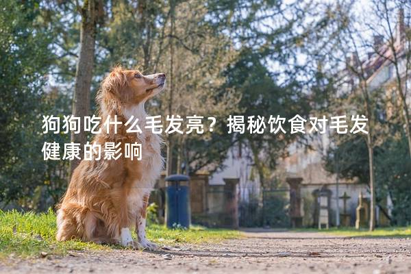 狗狗吃什么毛發(fā)亮？揭秘飲食對(duì)毛發(fā)健康的影響