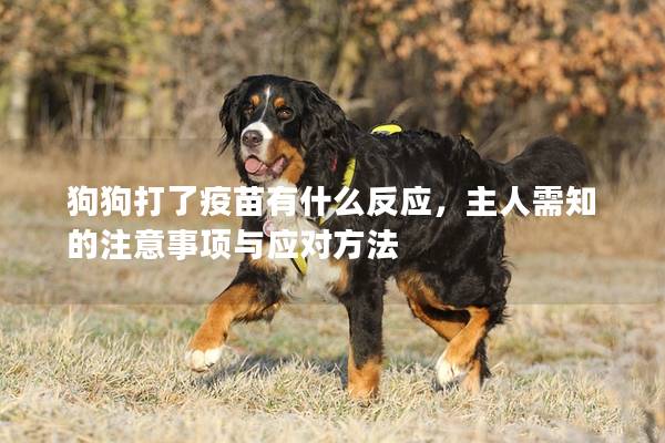 狗狗打了疫苗有什么反應，主人需知的注意事項與應對方法