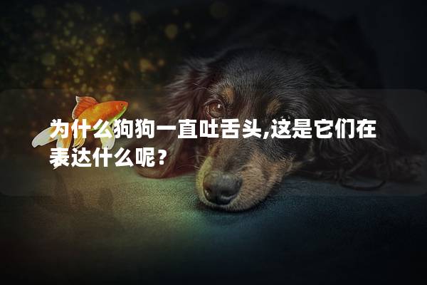 為什么狗狗一直吐舌頭,這是它們在表達什么呢? 為什么狗狗一直吐舌頭,這是它們在表達什么呢?