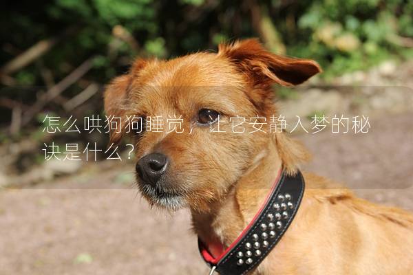 怎么哄狗狗睡覺，讓它安靜入夢的秘訣是什么？