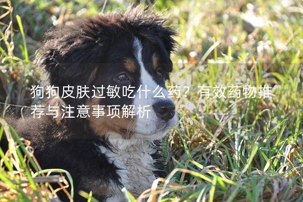 狗狗皮膚過敏吃什么藥？有效藥物推薦與注意事項解析