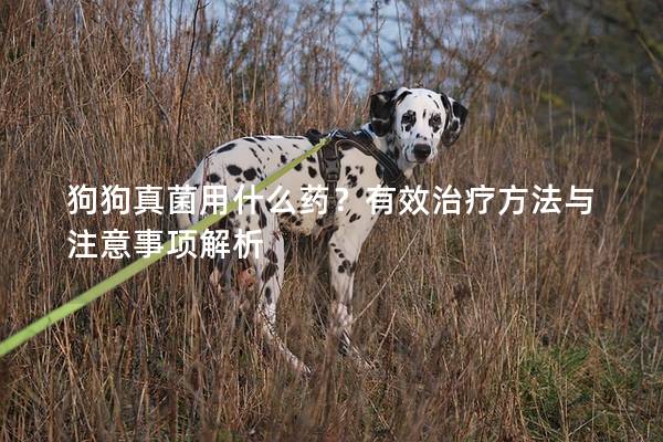 狗狗真菌用什么藥?有效治療方法與注意事項解析 狗狗真菌用什么藥?有效治療方法與注意事項解析