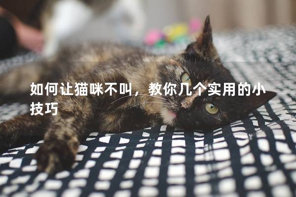 如何讓貓咪不叫，教你幾個(gè)實(shí)用的小技巧