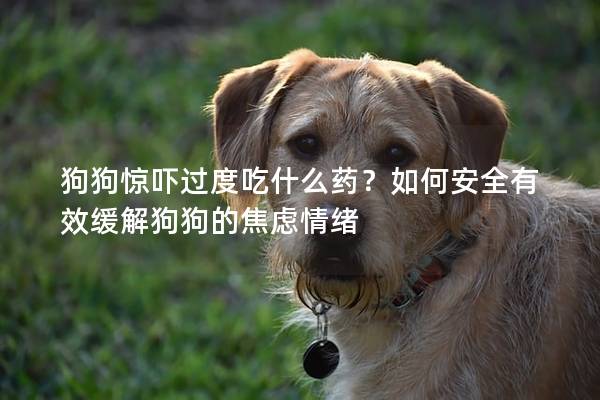 狗狗驚嚇過度吃什么藥？如何安全有效緩解狗狗的焦慮情緒