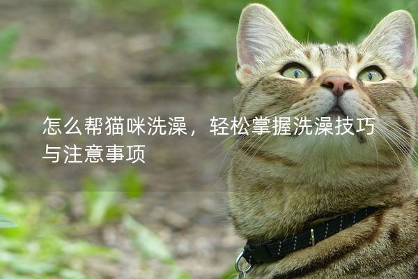 怎么幫貓咪洗澡，輕松掌握洗澡技巧與注意事項