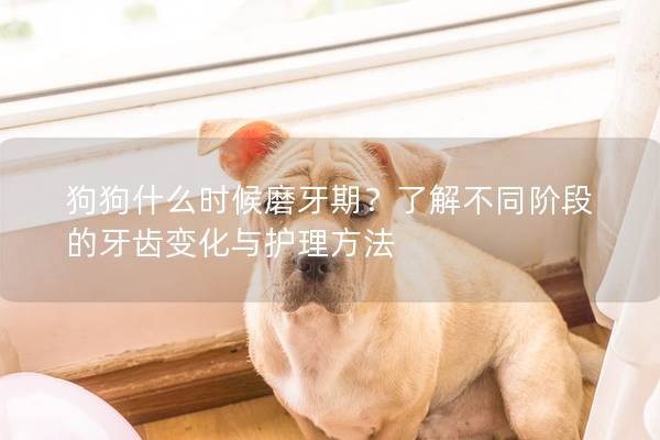 狗狗什么時候磨牙期？了解不同階段的牙齒變化與護理方法