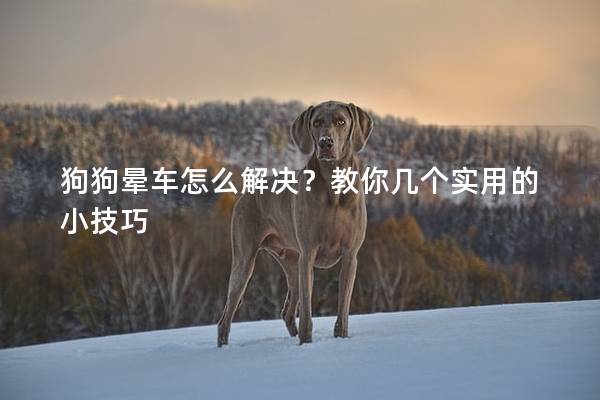 狗狗暈車怎么解決？教你幾個實用的小技巧