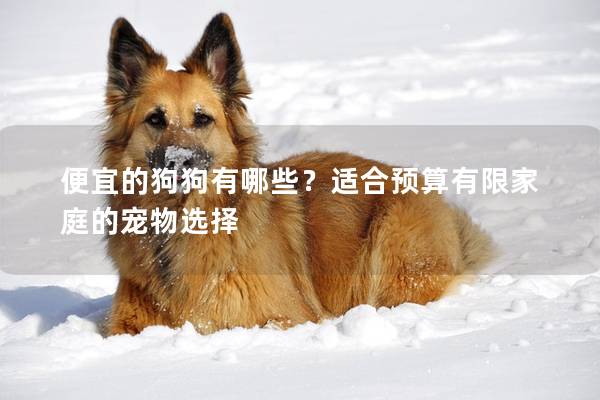 便宜的狗狗有哪些？適合預算有限家庭的寵物選擇