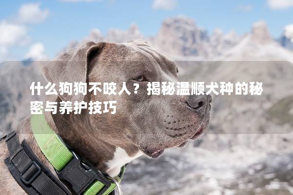 什么狗狗不咬人?揭秘溫順犬種的秘密與養(yǎng)護技巧 什么狗狗不咬人?揭秘溫順犬種的秘密與養(yǎng)護技巧