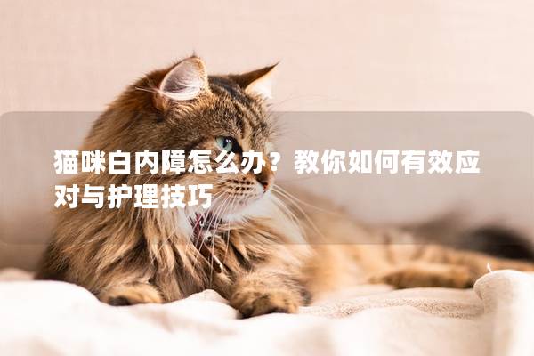貓咪白內(nèi)障怎么辦？教你如何有效應(yīng)對與護(hù)理技巧
