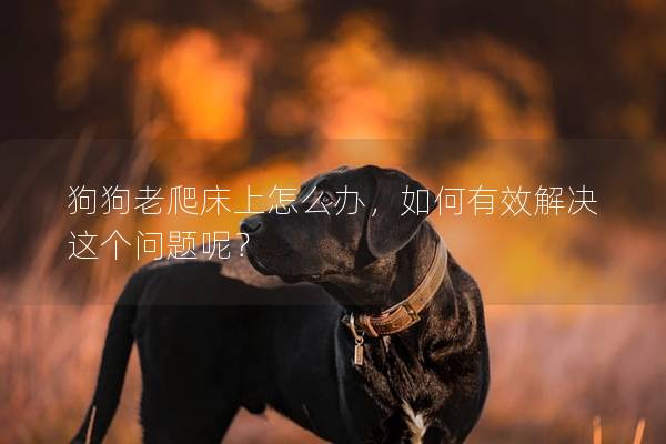 狗狗老爬床上怎么辦，如何有效解決這個問題呢？