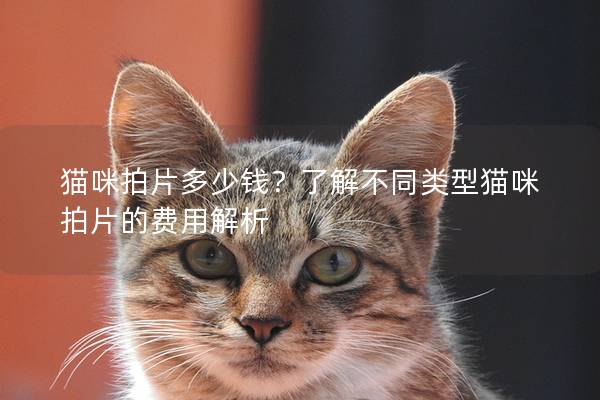 貓咪拍片多少錢？了解不同類型貓咪拍片的費用解析