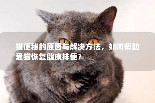貓便秘的原因與解決方法,如何幫助愛貓恢復健康排便? 貓便秘的原因與解決方法,如何幫助愛貓恢復健康排便?