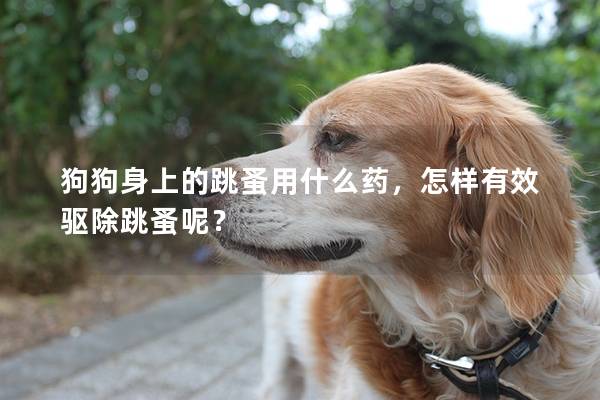 狗狗身上的跳蚤用什么藥，怎樣有效驅(qū)除跳蚤呢？