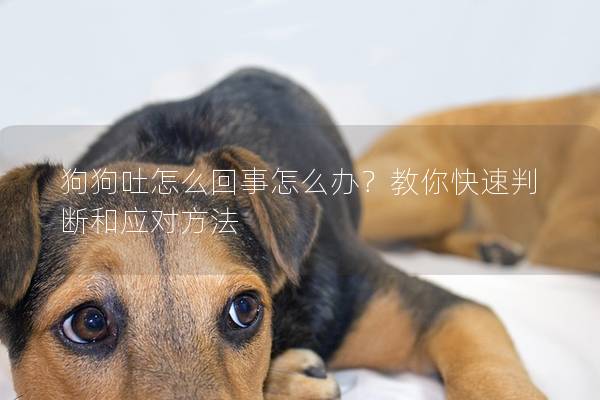 狗狗吐怎么回事怎么辦？教你快速判斷和應(yīng)對方法