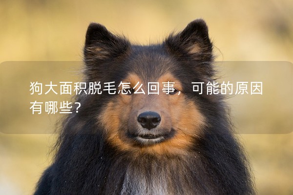 狗大面積脫毛怎么回事，可能的原因有哪些？