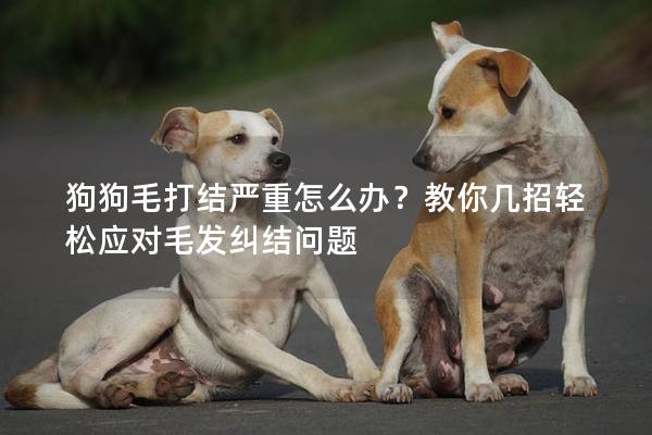 狗狗毛打結嚴重怎么辦？教你幾招輕松應對毛發糾結問題