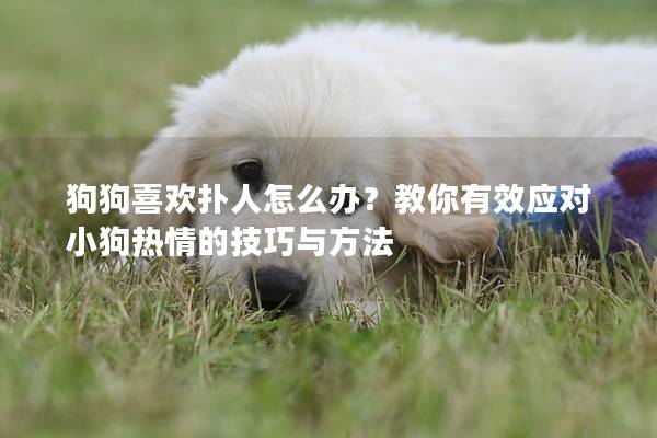 狗狗喜歡撲人怎么辦?教你有效應對小狗熱情的技巧與方法 狗狗喜歡撲人怎么辦?教你有效應對小狗熱情的技巧與方法