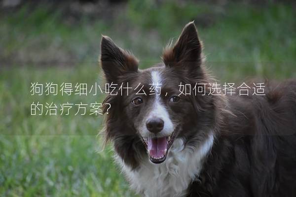 狗狗得細小吃什么藥，如何選擇合適的治療方案？
