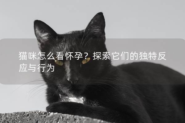 貓咪怎么看懷孕？探索它們的獨特反應與行為