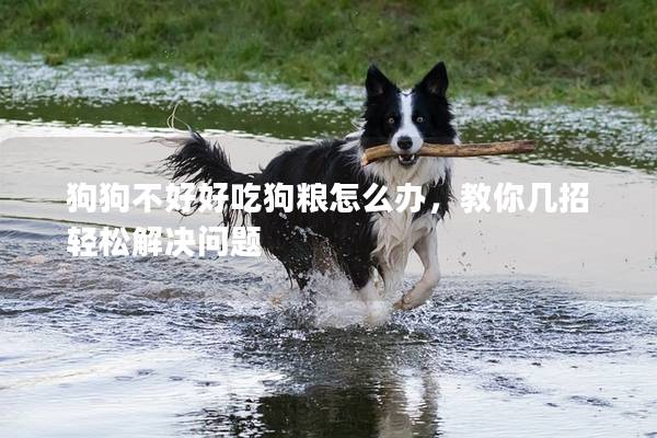 狗狗不好好吃狗糧怎么辦，教你幾招輕松解決問題