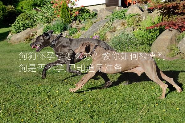 狗狗懷孕了怎么辦？教你如何檢查狗狗是否懷孕,早知道早準備