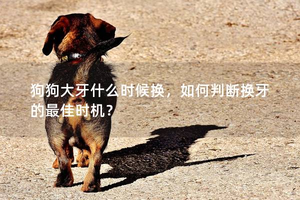 狗狗大牙什么時候換，如何判斷換牙的最佳時機？