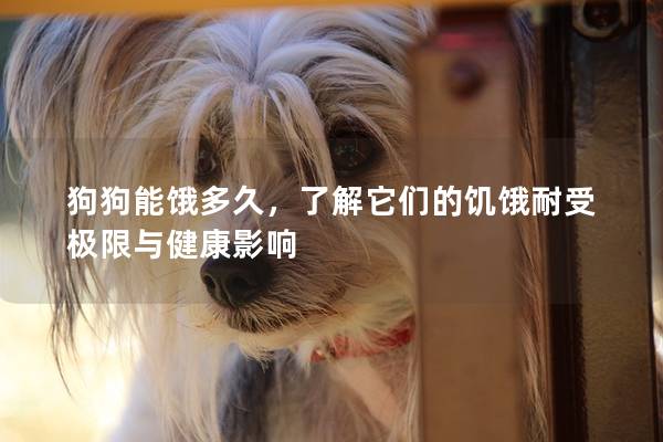 狗狗能餓多久,了解它們的饑餓耐受極限與健康影響 狗狗能餓多久,了解它們的饑餓耐受極限與健康影響