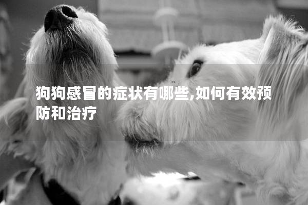 狗狗感冒的癥狀有哪些,如何有效預防和治療