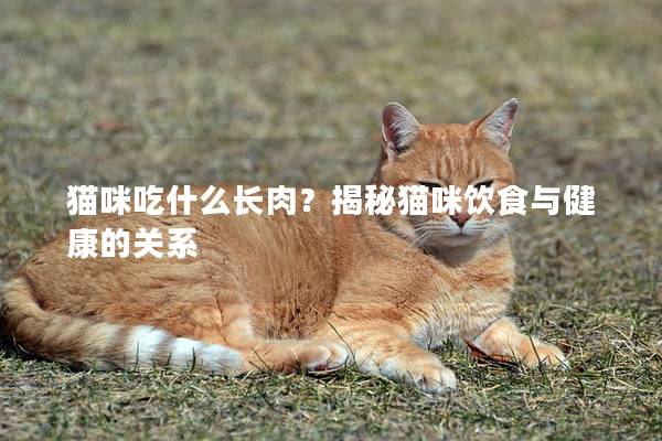 貓咪吃什么長肉？揭秘貓咪飲食與健康的關系