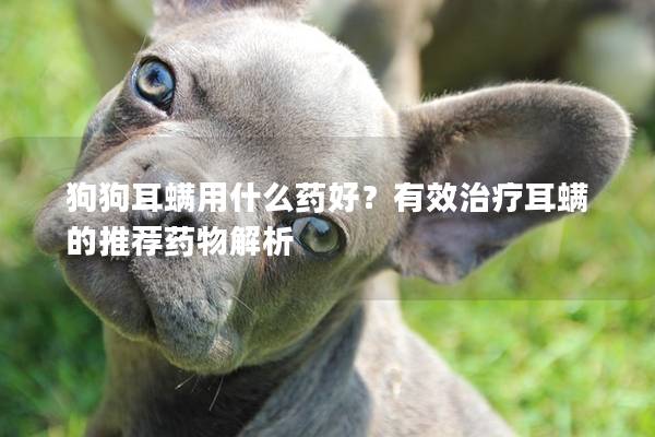 狗狗耳螨用什么藥好？有效治療耳螨的推薦藥物解析