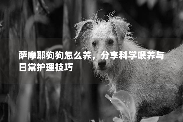 薩摩耶狗狗怎么養，分享科學喂養與日常護理技巧