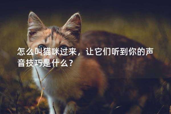 怎么叫貓咪過來，讓它們聽到你的聲音技巧是什么？