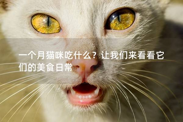 一個月貓咪吃什么？讓我們來看看它們的美食日常