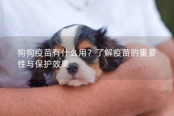 狗狗疫苗有什么用？了解疫苗的重要性與保護效果