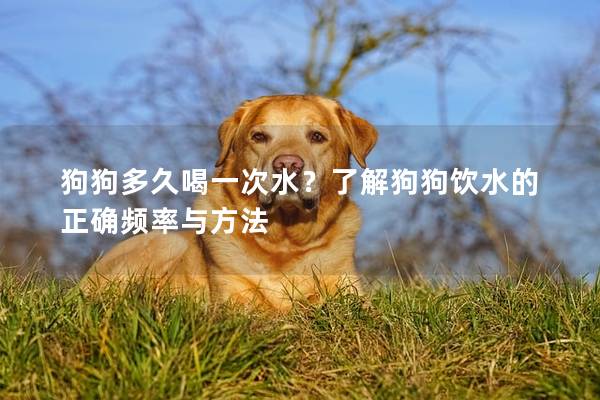 狗狗多久喝一次水？了解狗狗飲水的正確頻率與方法