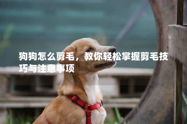 狗狗怎么剪毛，教你輕松掌握剪毛技巧與注意事項
