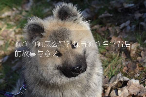 狗狗的狗怎么寫？探尋狗狗名字背后的故事與意義