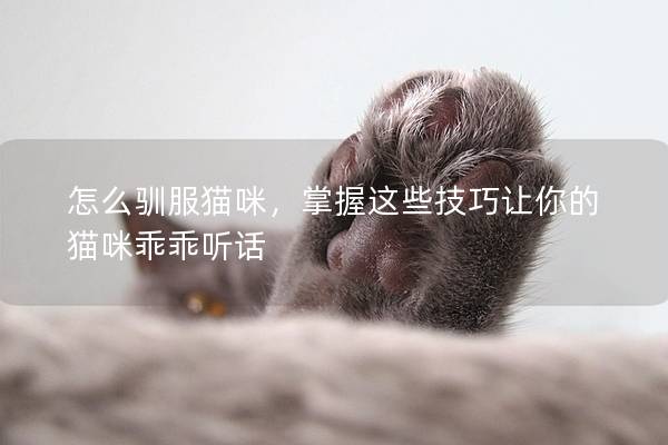 怎么馴服貓咪，掌握這些技巧讓你的貓咪乖乖聽話