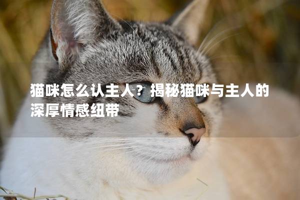 貓咪怎么認主人？揭秘貓咪與主人的深厚情感紐帶