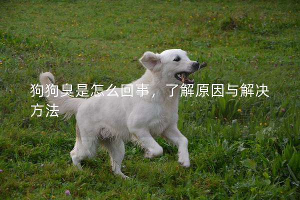 狗狗臭是怎么回事，了解原因與解決方法